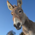 donkey 2996965 1280